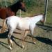 Žrebček Quarter horse, nar. 2011 - Predaj