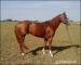 Žrebec Quarter horse, nar. 2006 - Predaj