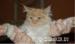 5 miesięczny Maine coon - Sprzedaż