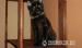 5 miesięczny Maine coon - Sprzedaż
