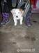 Jack Russel - Predaj