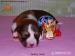 Welsh corgi Cardigan - Prodej