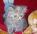 Krásná perská koťátka - Prodej