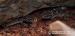 Hemidactylus triedrus - Prodej