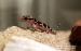 Hemidactylus triedrus - Prodej