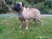 Bullmastiff s PP - Predaj