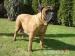 Bullmastiff s PP - Predaj