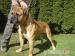 Bullmastiff s PP - Predaj