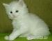 Rodowodowe Maine Coon - Sprzedaż