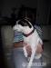 Kríženec Jack russela - Darovanie
