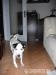 Kríženec Jack russela - Darovanie