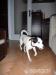 Kríženec Jack russela - Darovanie