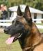 Belg. ovčák - malinois - Prodej