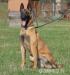 Belg. ovčák - malinois - Prodej