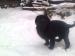 Labrador - Predaj