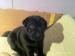 Shar-pei - Predaj