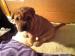 Shar-pei - Predaj