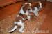 Welsh springer spaniel - Predaj