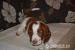 Welsh springer spaniel - Predaj