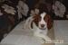 Welsh springer spaniel - Predaj