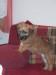 Irish soft coated wheaten teriér - Prodej