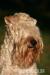 Irish soft coated wheaten teriér - Prodej
