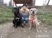 Cane corso steniatka - Predaj