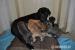 Cane corso steniatka - Predaj