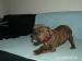 Americky pitbulterier - Prodej
