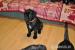 Šteniatka cane corso s PP - Predaj