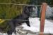 Šteniatka cane corso s PP - Predaj