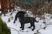 Šteniatka cane corso s PP - Predaj
