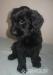 Briard s PP - Prodej