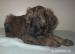 Briard s PP - Prodej