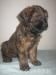 Briard s PP - Prodej