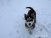 Husky syberyjski, szczenięta po suce z rodowodem - Sprzedaż