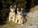 Husky syberyjski, szczenięta po suce z rodowodem - Sprzedaż