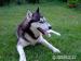 Husky syberyjski, szczenięta po suce z rodowodem - Sprzedaż