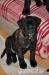 Cane Corso, šteniatka s PP - Predaj