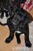 Cane Corso, šteniatka s PP - Predaj