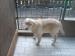 Labrador Retriever - Prodej