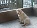 Labrador Retriever - Prodej