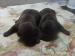 Flat Coated Retriever - Prodej