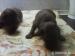 Flat Coated Retriever - Prodej