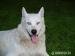 Biały husky - Zakup
