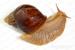 Achatina reticulata  - Predaj