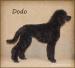Pudl královský černý - Dodo - Prodej