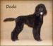 Pudl královský černý - Dodo - Prodej