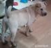 Shar-pei bez PP - Predaj