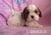 Cavalier  KCHS  tricolor a blenheim s PP - Predaj